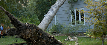 Un arbre déraciné tombé sur une maison - MACSF