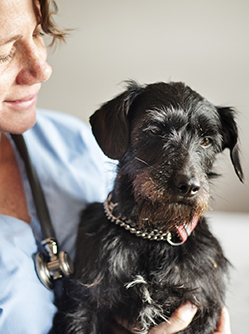 Une femme vétérinaire porte un chien - MACSF