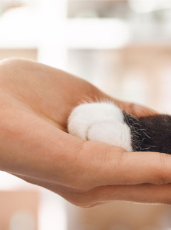 Une femme tenant la patte d'un chat - MACSF