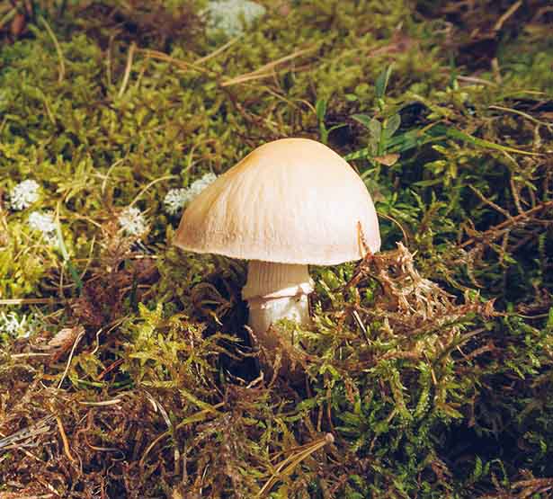 Un champignon dans la forêt | MACSF