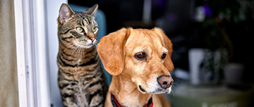 Un chat et un chien regardent par la fenêtre - MACSF