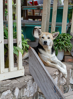 Un chien installé sur le perron - MACSF