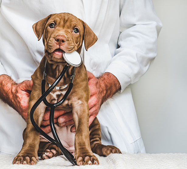 Un jeune chiot avec un stéthoscope dans la gueule, tenu par un vétérinaire - MACSF