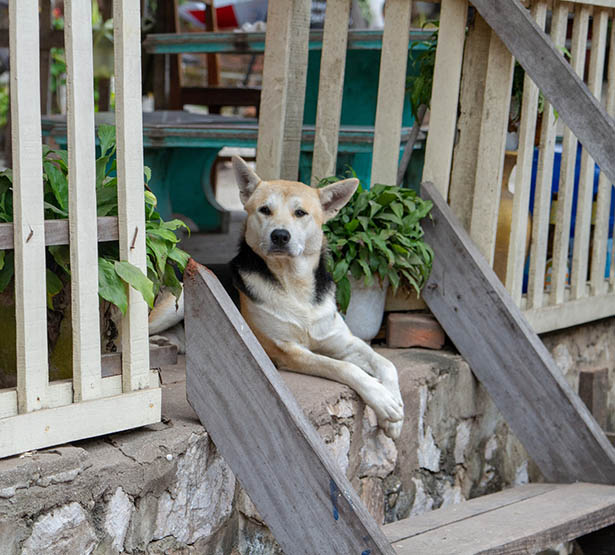 Un chien installé sur le perron - MACSF