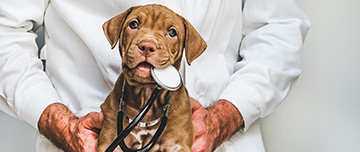 Un jeune chiot avec un stéthoscope dans la gueule, tenu par un vétérinaire - MACSF