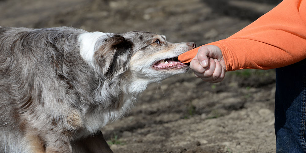 Morsure De Chien Au Cours Dune Tournée Macsf